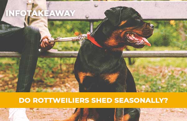 Do Rottweilers Shed Seasonally