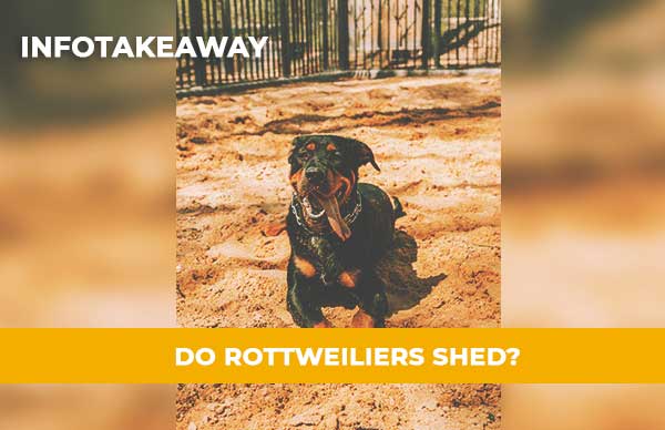 Do Rottweilers Shed