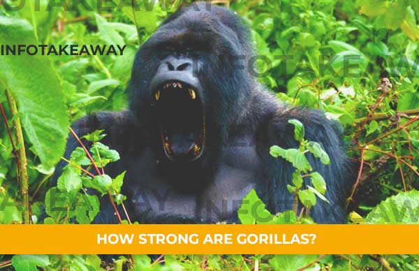 How Strong Are Gorillas