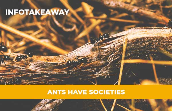 Ants Have Societies