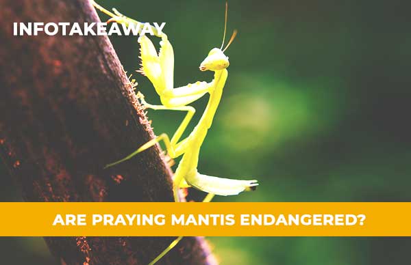 Are Praying Mantis Endangered