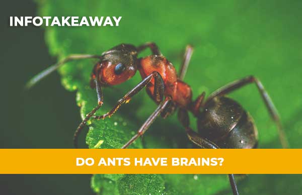 Do Ants Have Brains