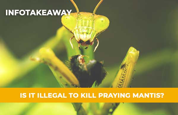 Is It Illegal To Kill Praying Mantis