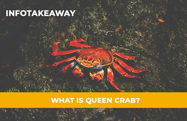 Queen Crab