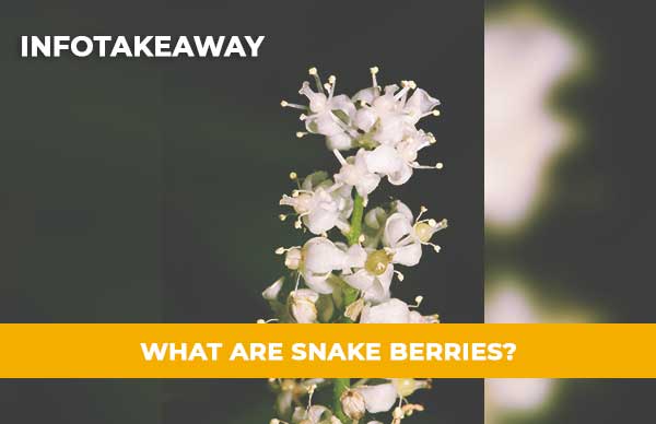 What Are Snake Berries Actually