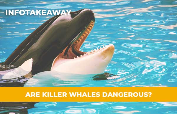 Are Killer Whales Dangerous