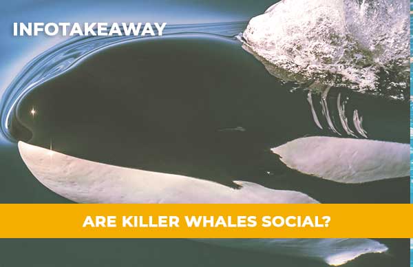 Are Killer Whales Social