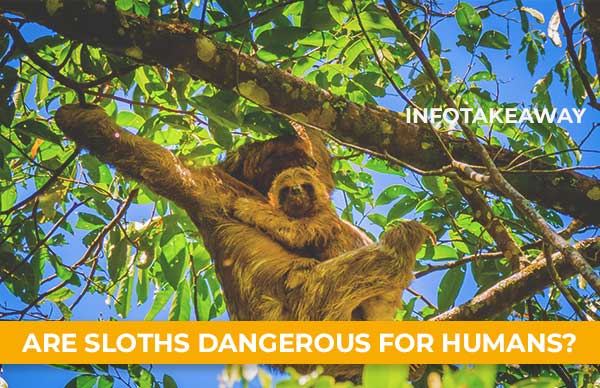 Are Sloth Dangerous