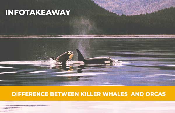 Difference Between Orcas And Killer Whales