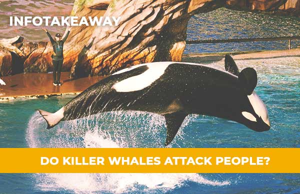 Do Killer Whales Attack People