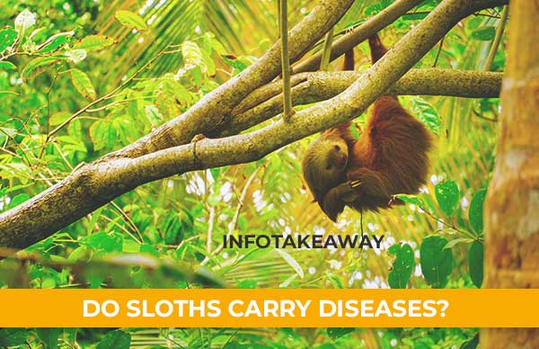 Do Sloths Carry Diseases