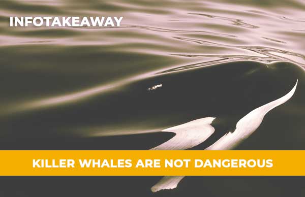 Killer Whales Are Not Dangerous