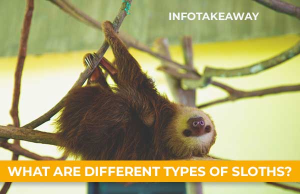 What Are Different Types Of Sloths