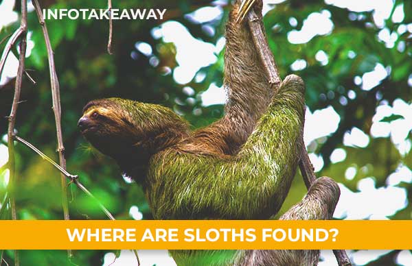 Where Are Sloths Found