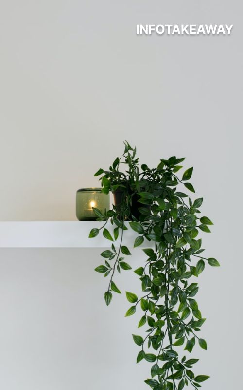 Plants on wall