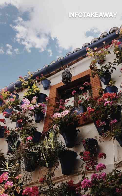 Flower pots hanging on wall around window