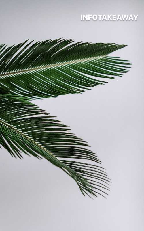 Plant leaves on white background