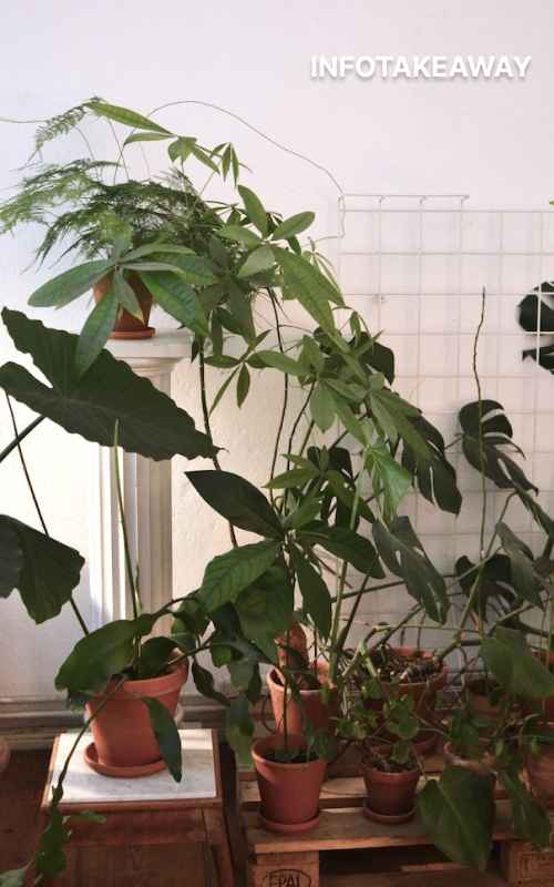 Plant pots against wall