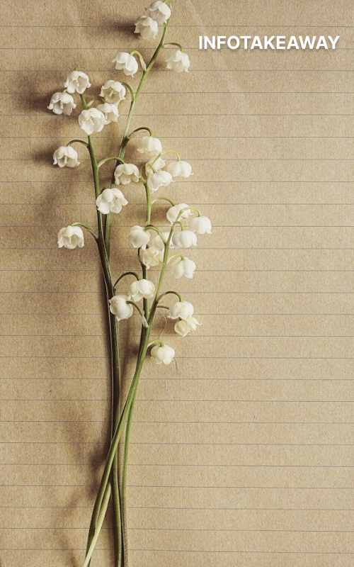 White flower against wall